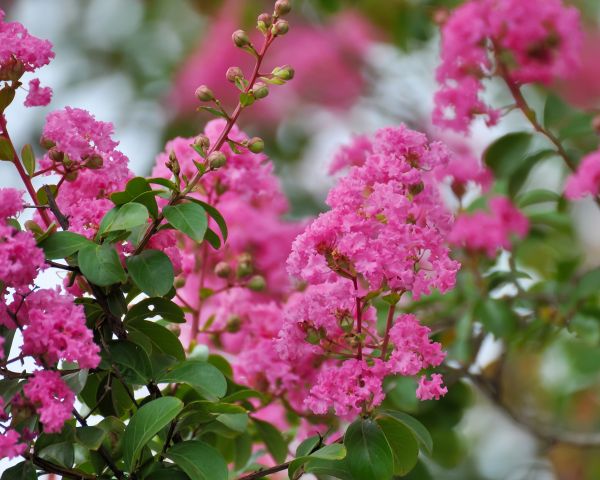 Crepe Myrtle Removal in Winter Springs