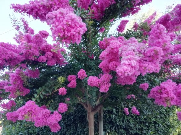 Crape Myrtle Pruning in Winter Springs
