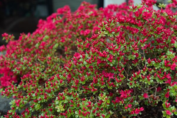 Weigela Removal Service in Winter Springs