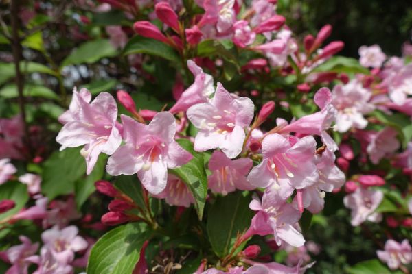 Weigela Pruning Service in Winter Springs
