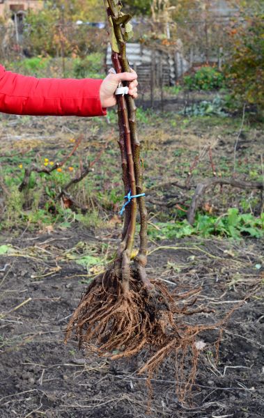 Shrub Root Removal in Winter Springs