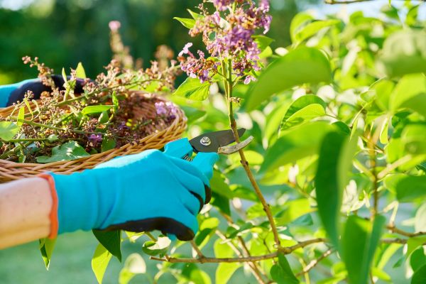 Lilac Trimming Service in Winter Springs