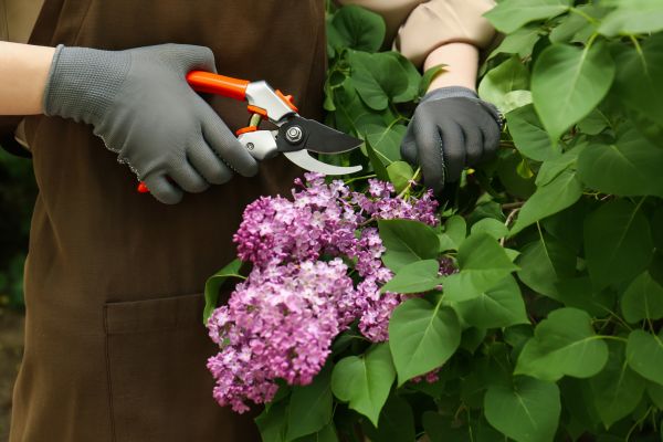 Lilac Pruning Service in Winter Springs