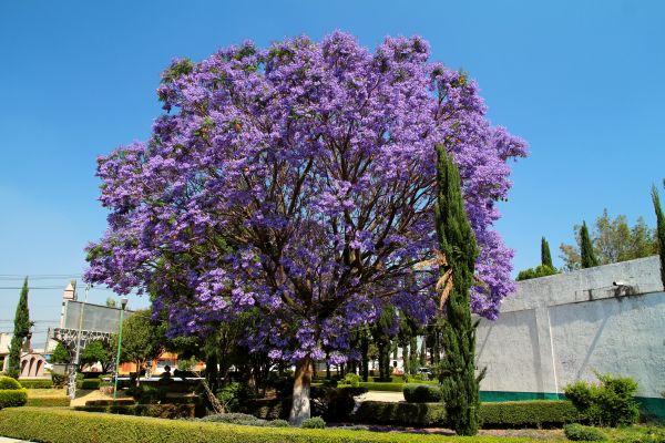 Jacaranda Pruning in Winter Springs