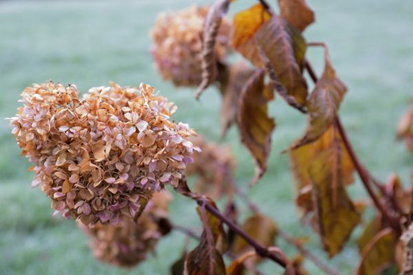 Hydrangea Removal in Winter Springs
