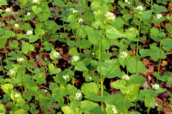 Garlic Mustard Removal in Winter Springs