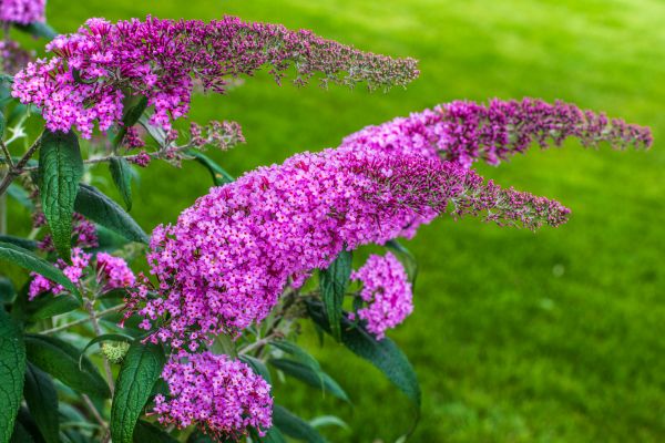 Butterfly Bush Removal in Winter Springs
