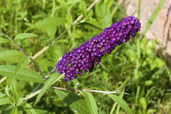 Butterfly Bush Pruning in Winter Springs