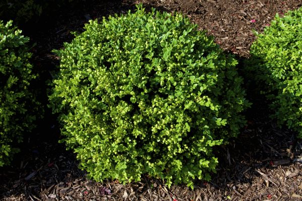 Boxwood Removal in Winter Springs