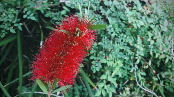 Bottlebrush Pruning in Winter Springs