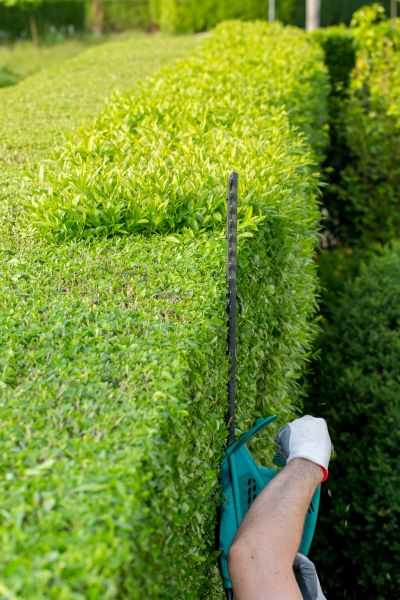 Hedge Trimming in Winter Springs