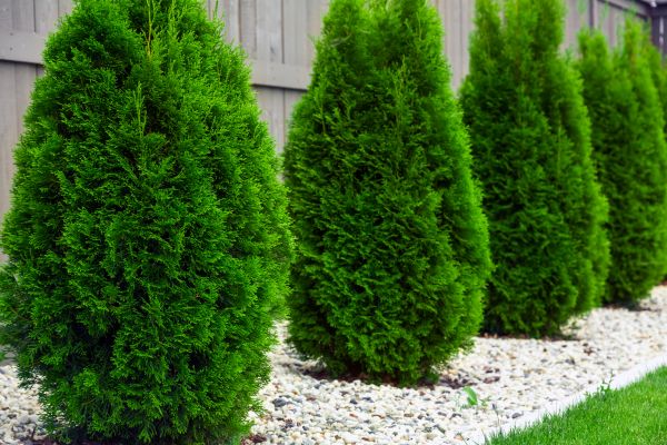 Arborvitae Trimming in Winter Springs