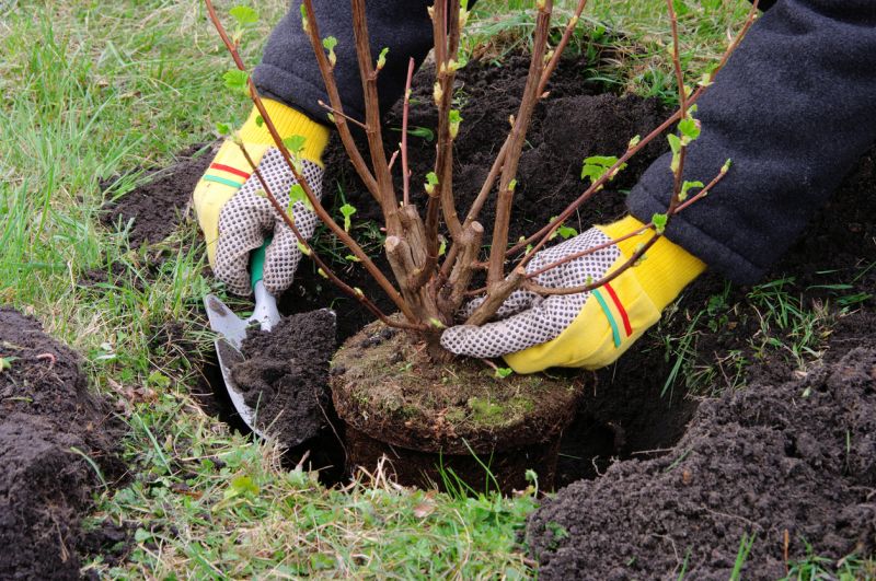 How To Tell When Your Shrubs Need Professional Care
