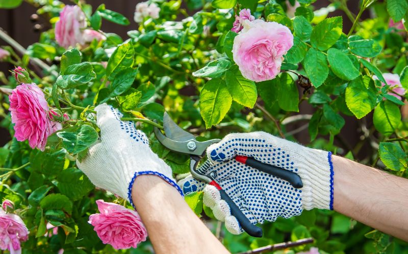 Rose Pruning Service